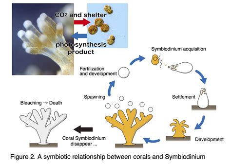  Actinodiscus! A Strikingly Colorful Symbiosis with Algae for Sustenance