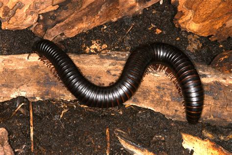  Heterodesmus! A Millipede That Walks With a Thousand Tiny Legs and Loves Hiding in the Dark