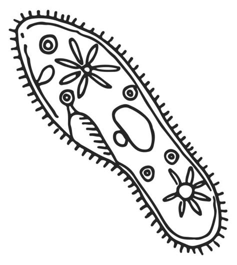  Paramecium: A Microscopic Marvel With Wriggling Tails and An Unquenchable Thirst for Algae!