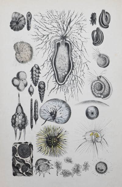  Rhizopoda: A Single-Celled Wonder That Will Make You Question Your Place in the Universe!