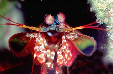  Squilla Mantis Shrimp: A Crustacean Capable of Launching Punches Faster Than a Bullet!